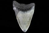 Bargain, Megalodon Tooth - North Carolina #76227-2